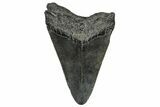 Bargain, Fossil Megalodon Tooth - South Carolina #297496-1